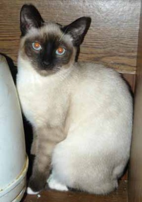 Siamese